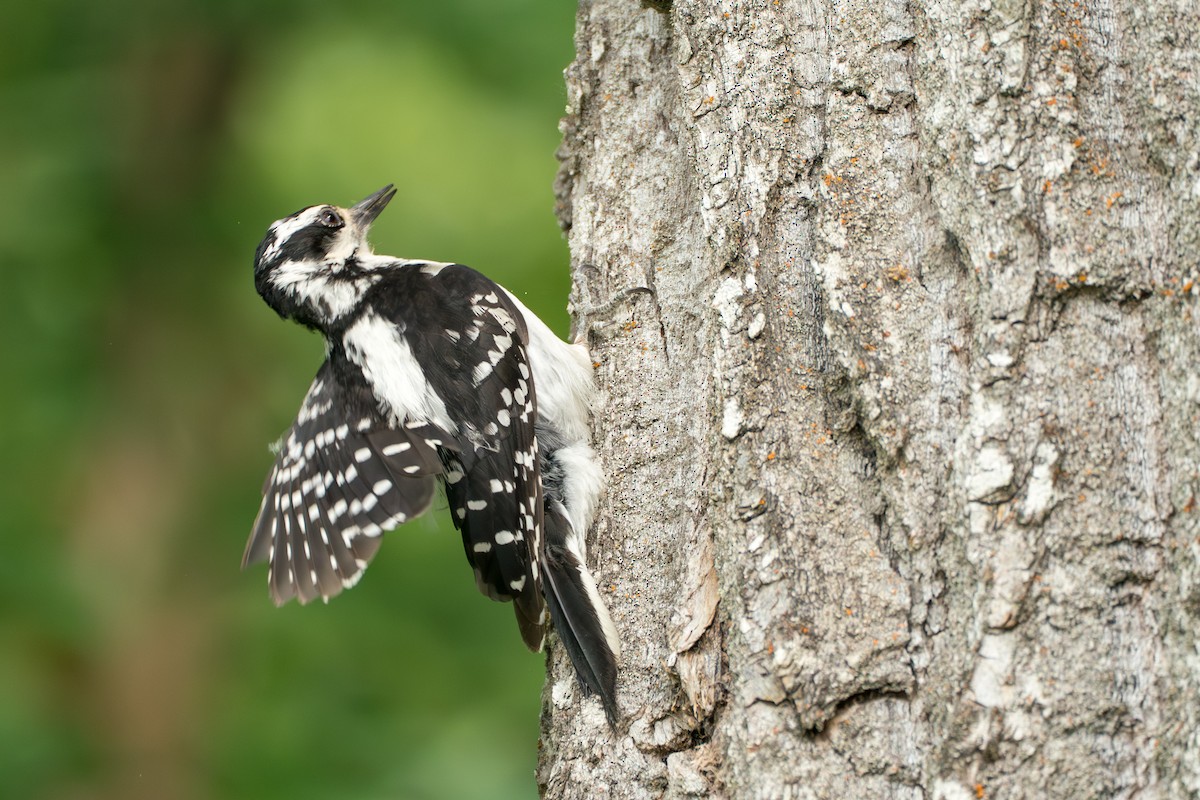 Hairy Woodpecker - ML646370090