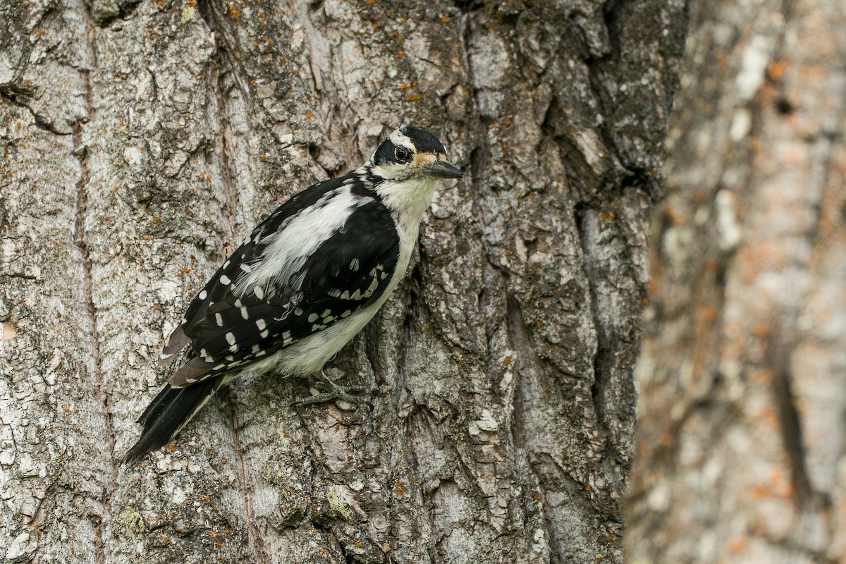Hairy Woodpecker - ML646370091