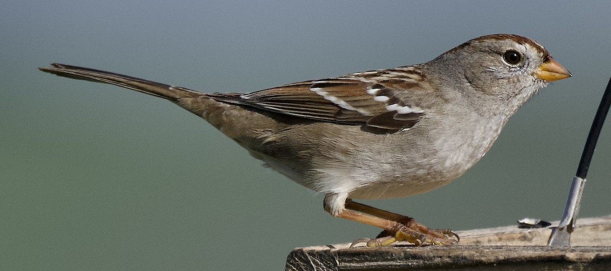 White-crowned Sparrow - ML646370092