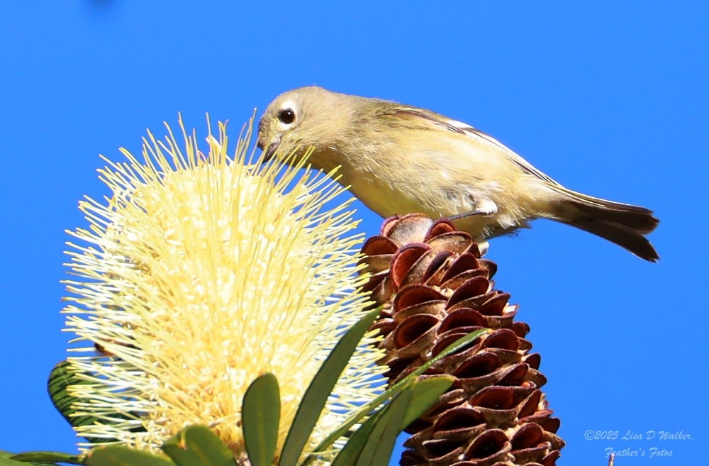 Rubingoldhähnchen - ML646370094