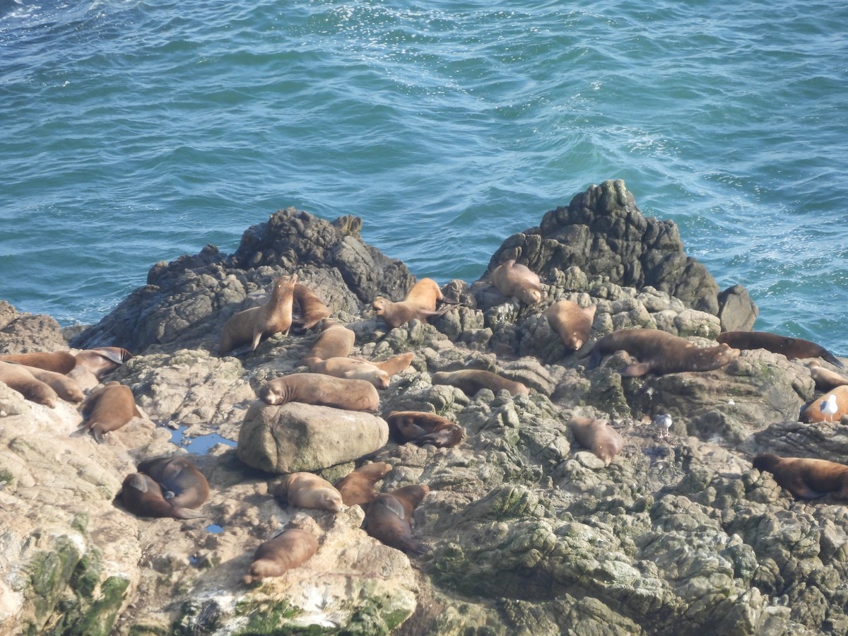California Sea Lion - ML646370096
