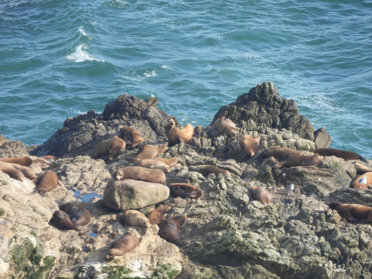 California Sea Lion - ML646370097