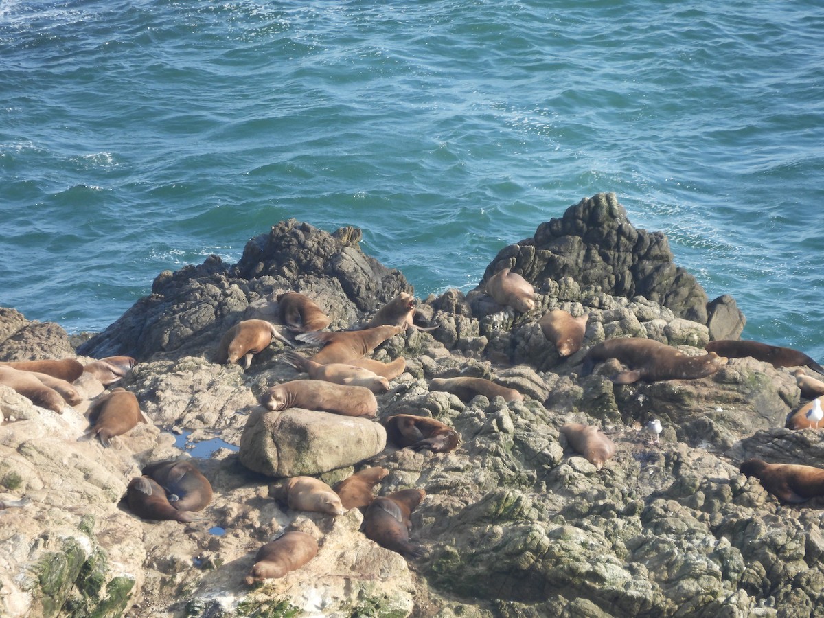 California Sea Lion - ML646370098