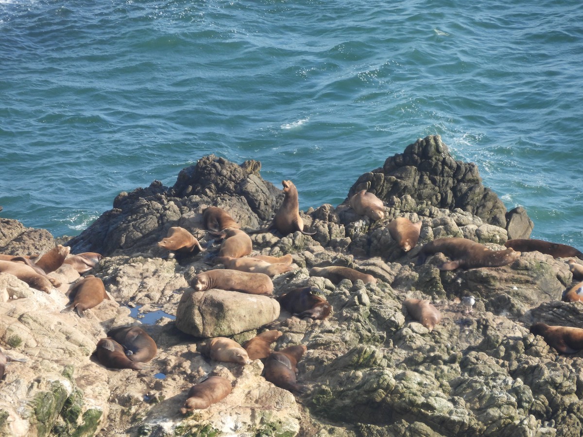 California Sea Lion - ML646370099