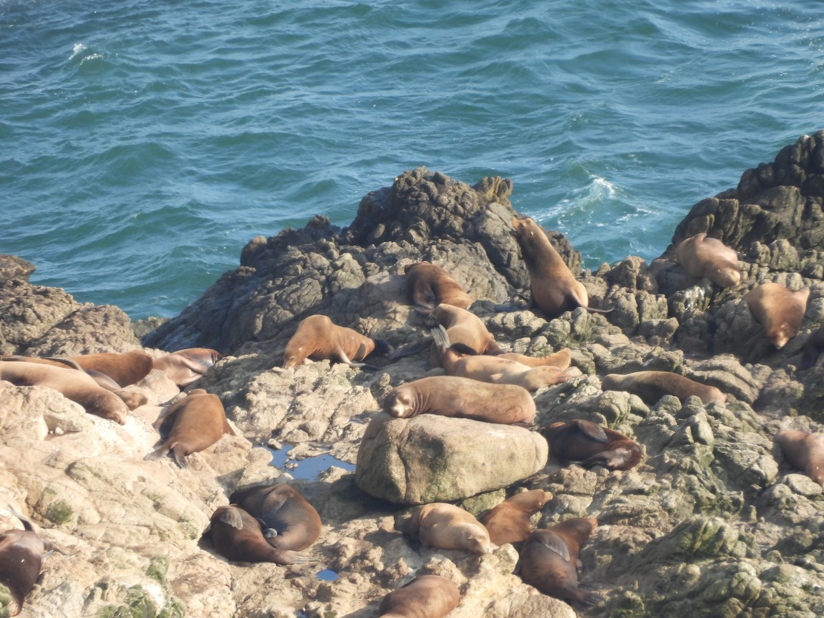 California Sea Lion - ML646370100