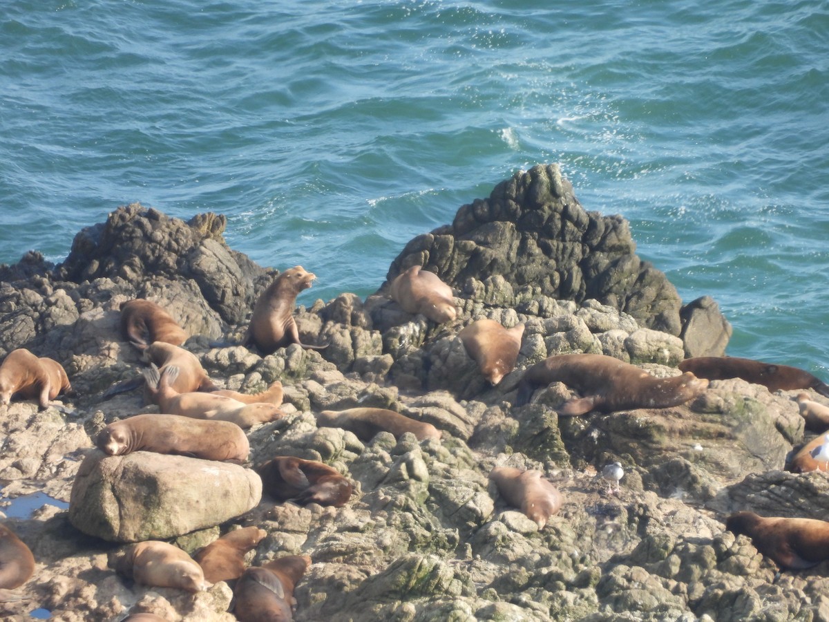 California Sea Lion - ML646370101
