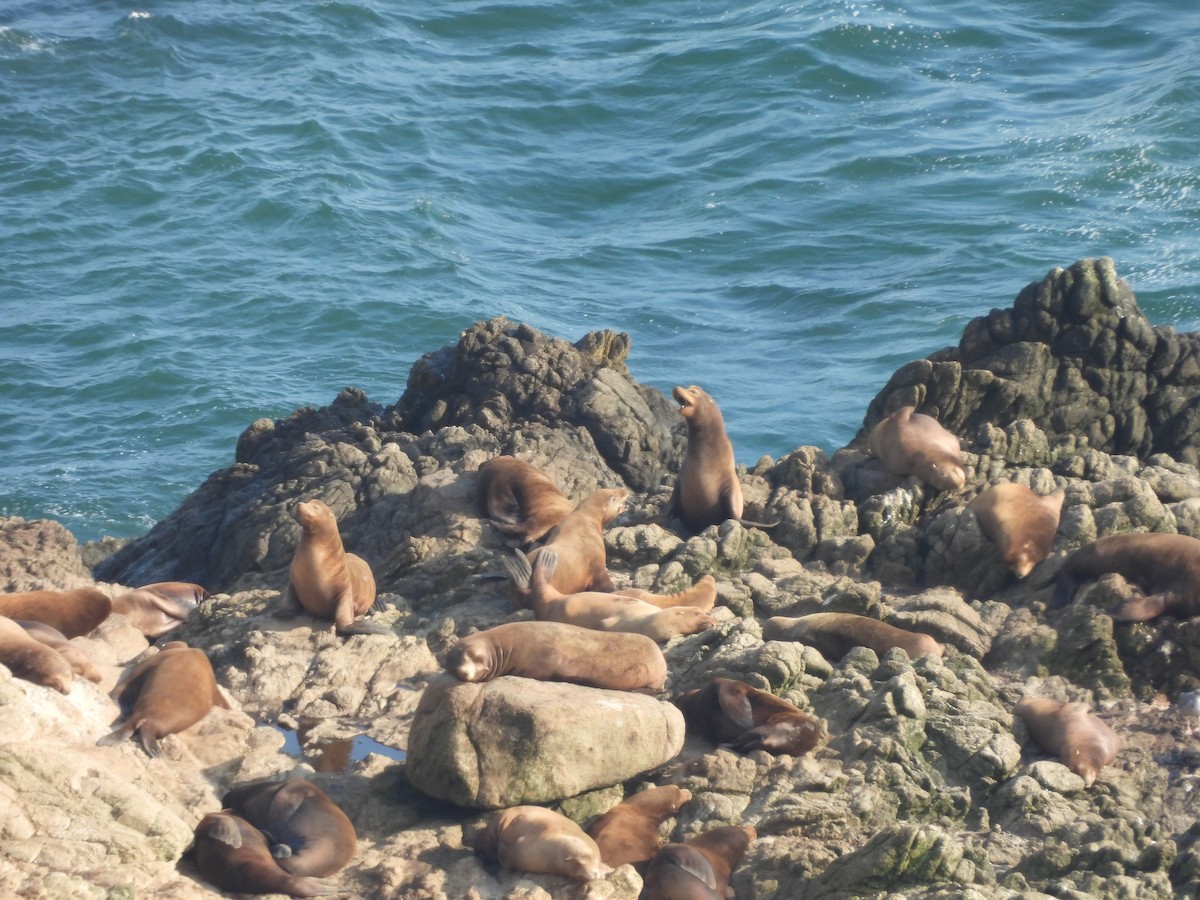 California Sea Lion - ML646370102