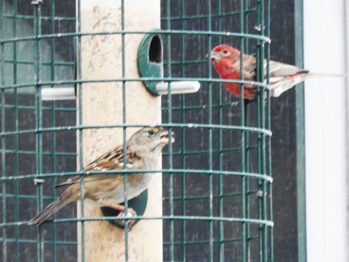House Finch - ML646370103