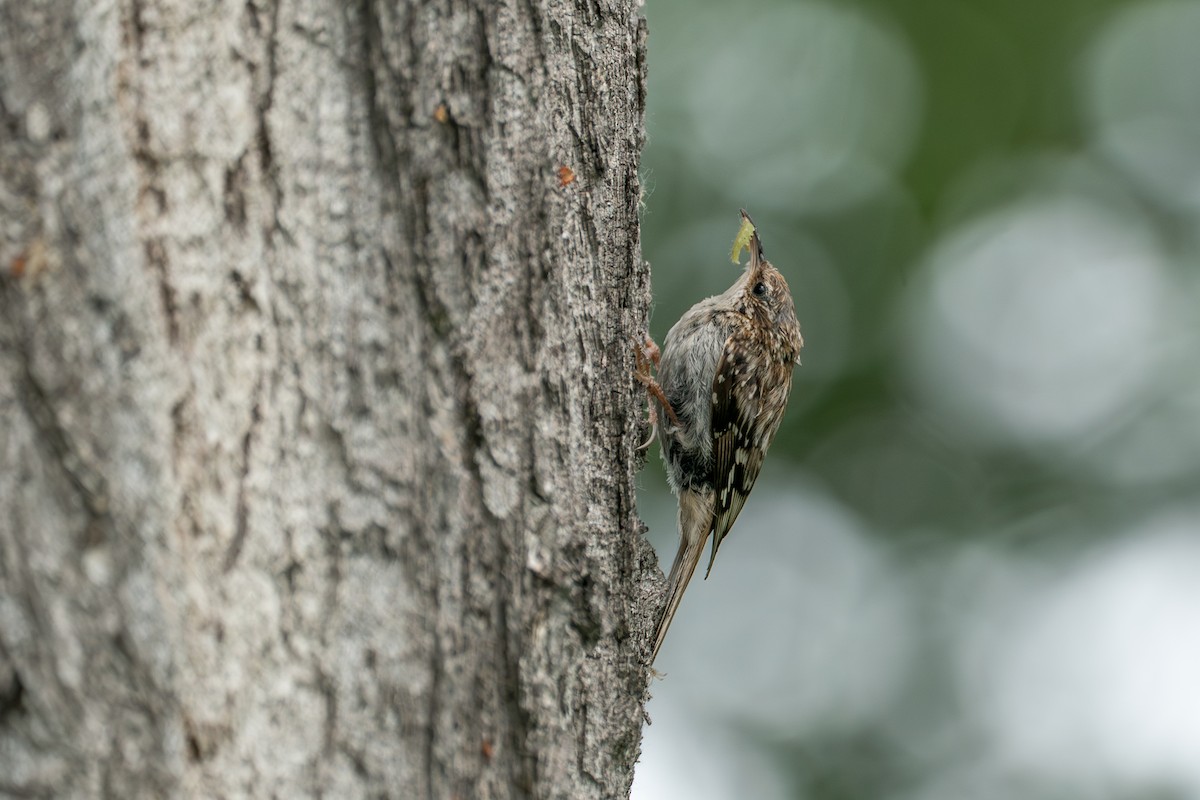 Brown Creeper - ML646370104