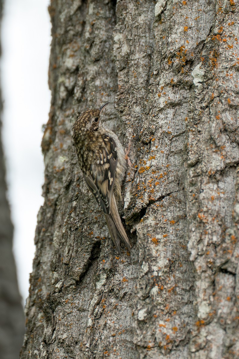Brown Creeper - ML646370105