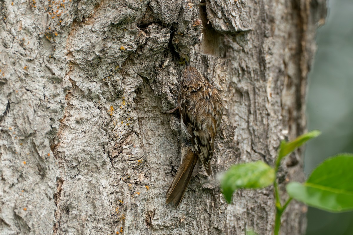 Brown Creeper - ML646370106