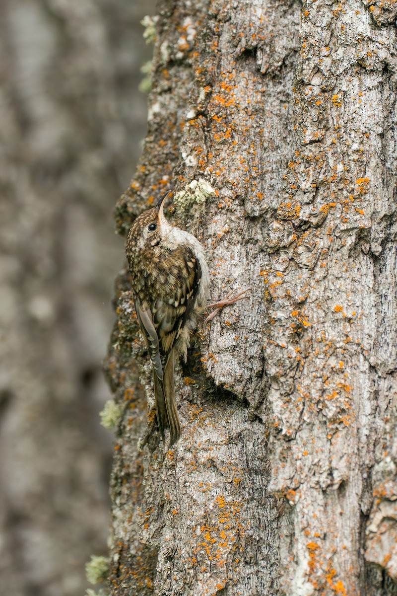 Brown Creeper - ML646370107