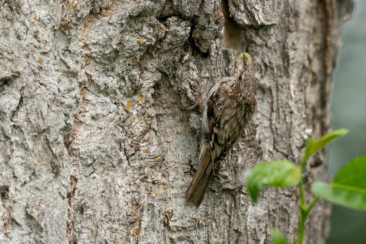 Brown Creeper - ML646370108