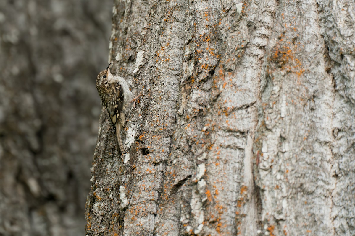 Brown Creeper - ML646370109