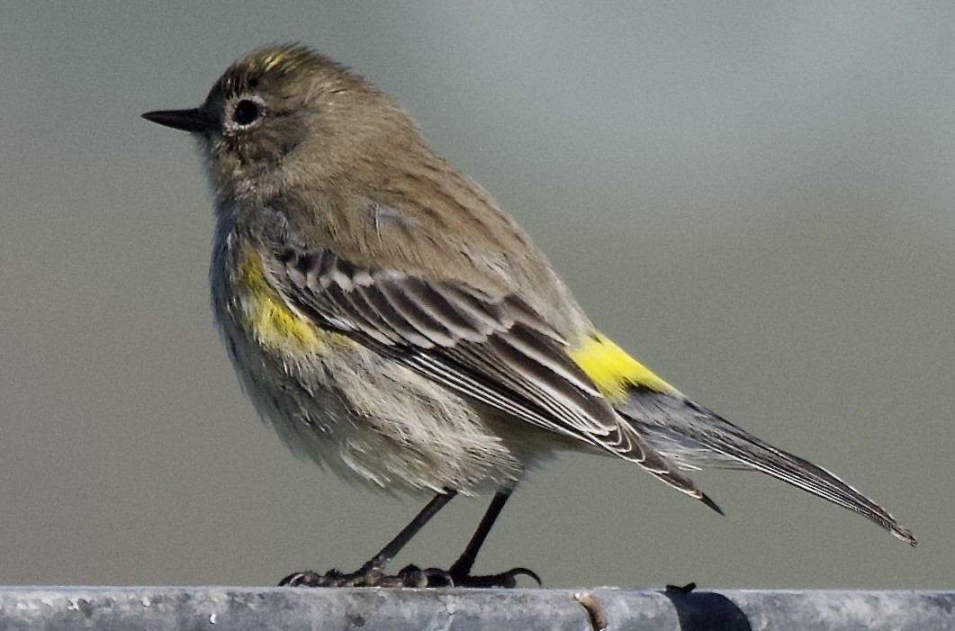 Yellow-rumped Warbler - ML646370110