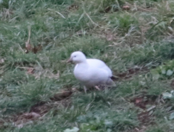 Ross's Goose - ML646370111