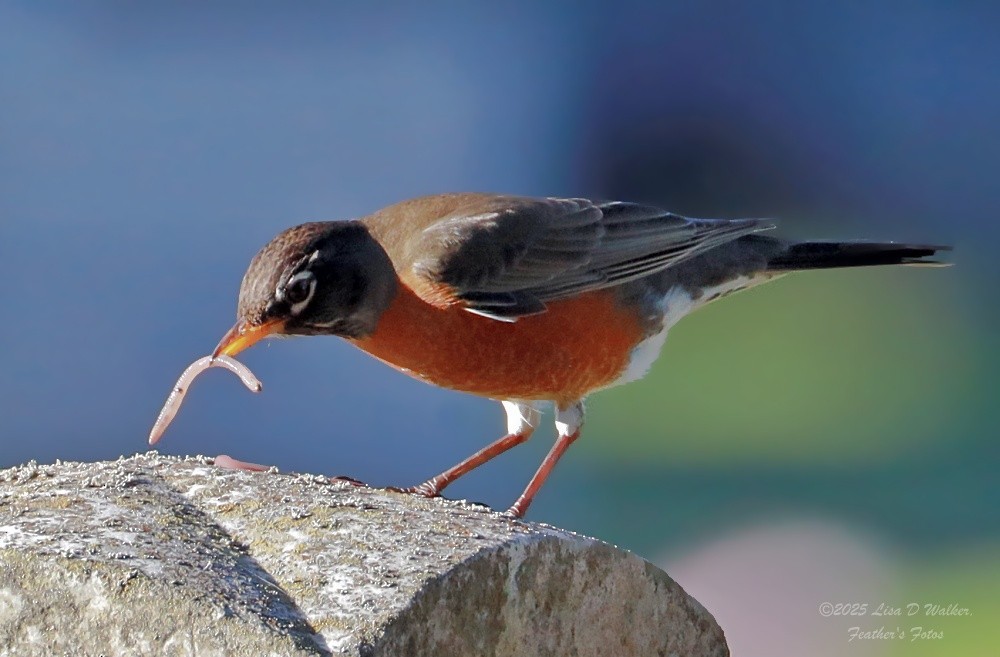 Wanderdrossel - ML646370112