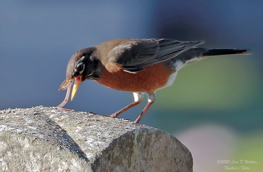 Wanderdrossel - ML646370113