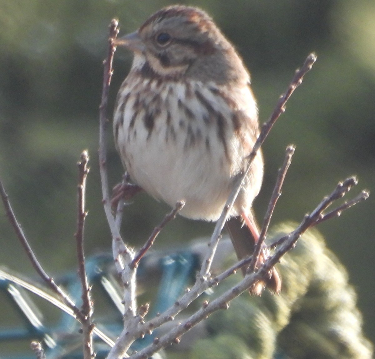 Song Sparrow - ML646370114