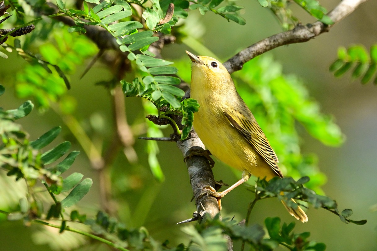 Mangrove Yellow Warbler - ML646370116