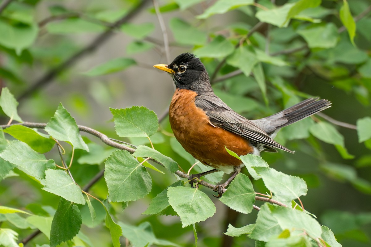 American Robin (migratorius Group) - ML646370118