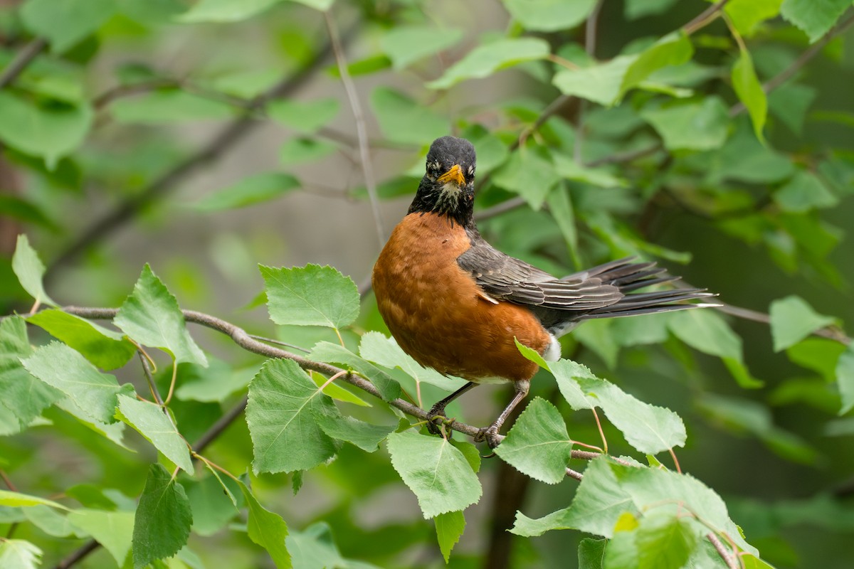 American Robin (migratorius Group) - ML646370119
