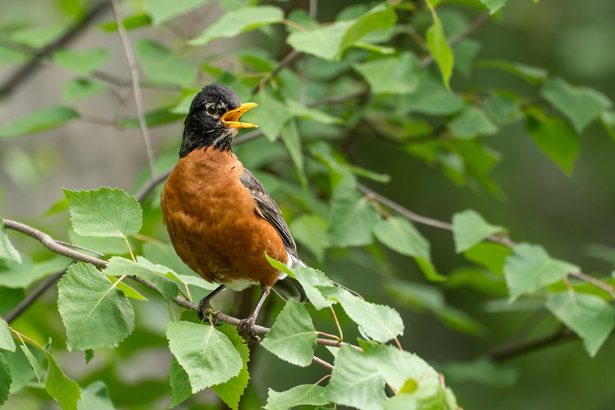American Robin (migratorius Group) - ML646370120