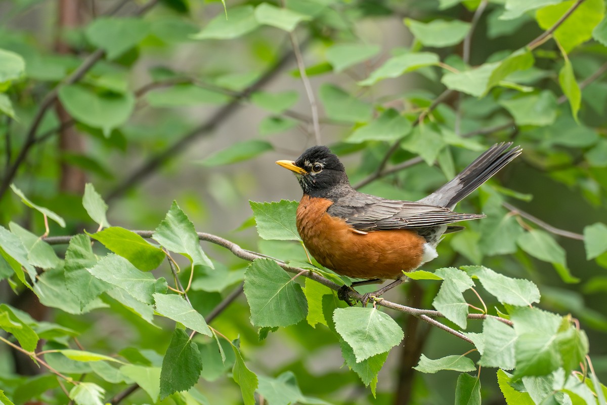 American Robin (migratorius Group) - ML646370121