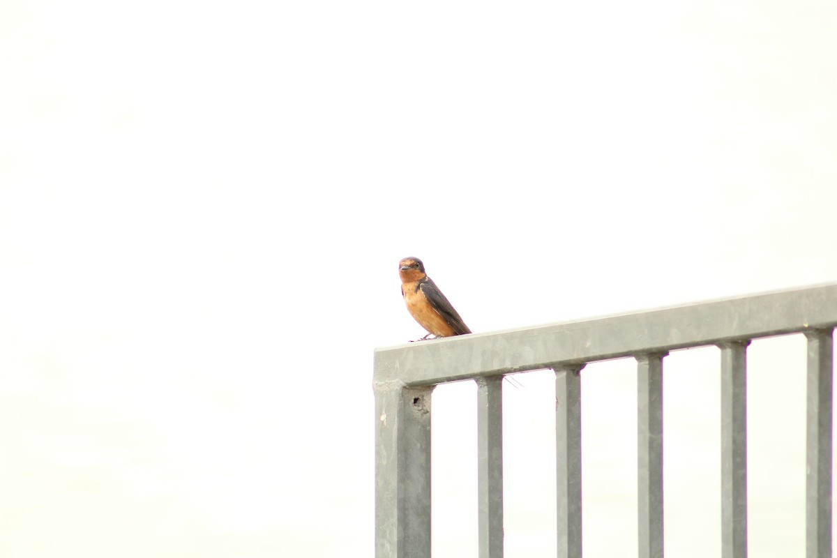 Ластівка сільська - ML646370122