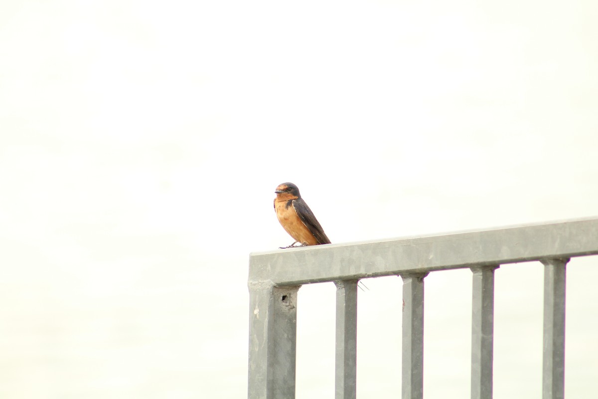 Ластівка сільська - ML646370123