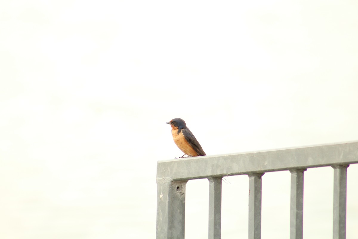 Ластівка сільська - ML646370124