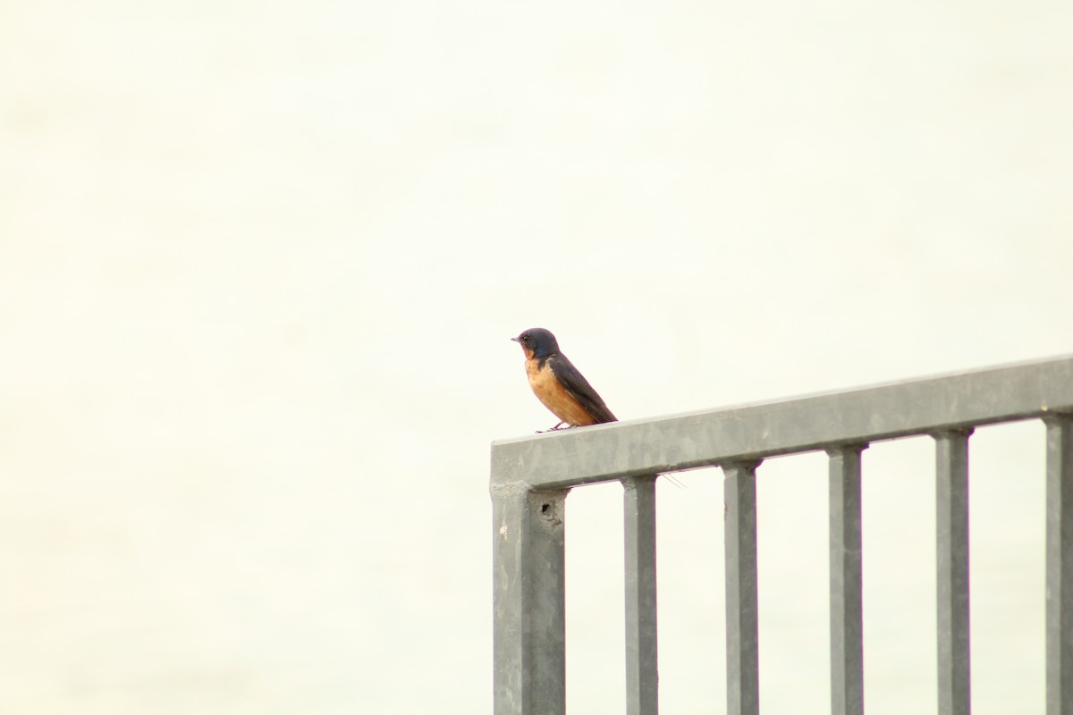 Ластівка сільська - ML646370125