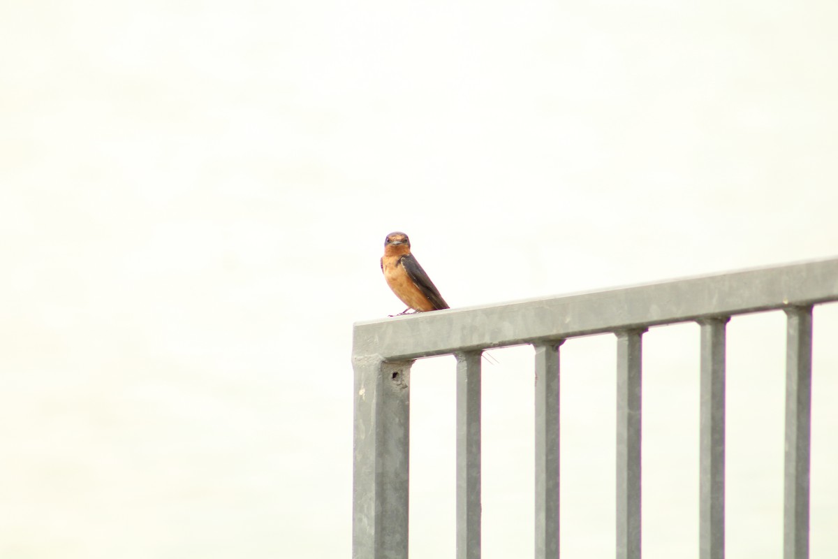 Ластівка сільська - ML646370126