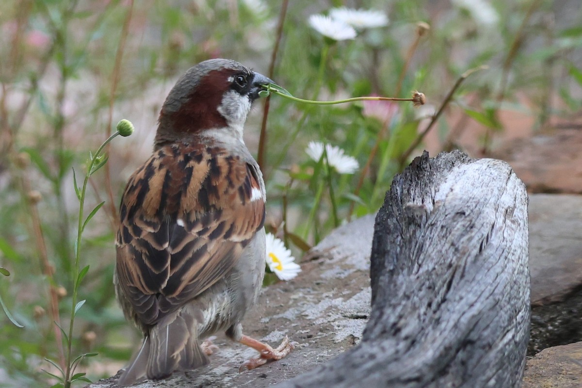 vrabec domácí - ML646370128