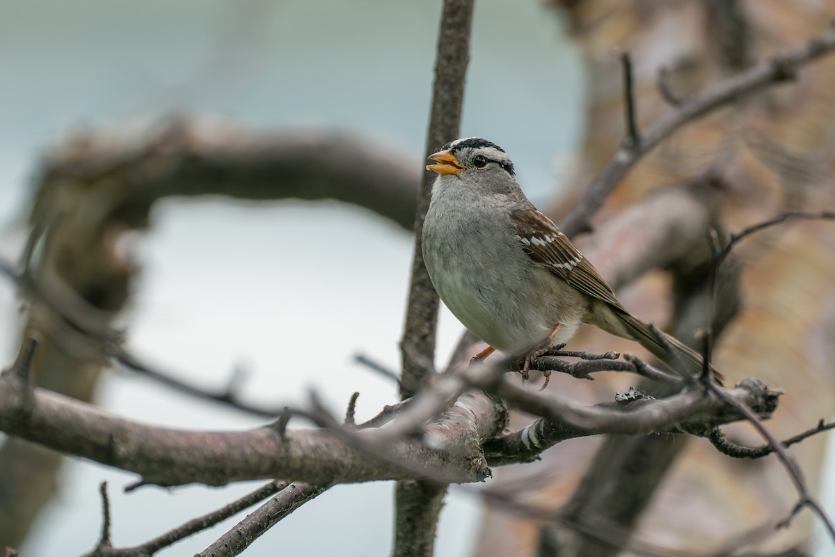 White-crowned Sparrow - ML646370129