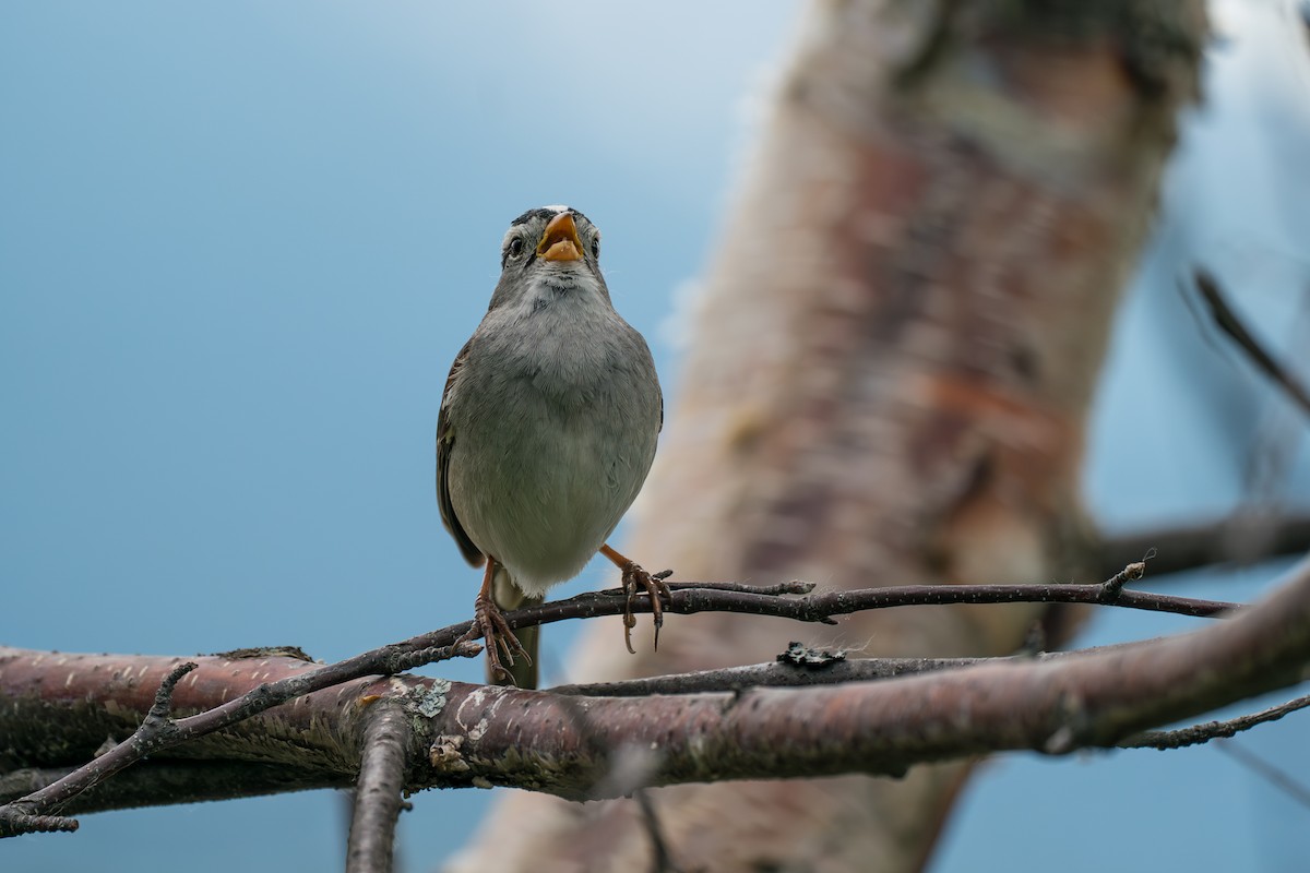 White-crowned Sparrow - ML646370130