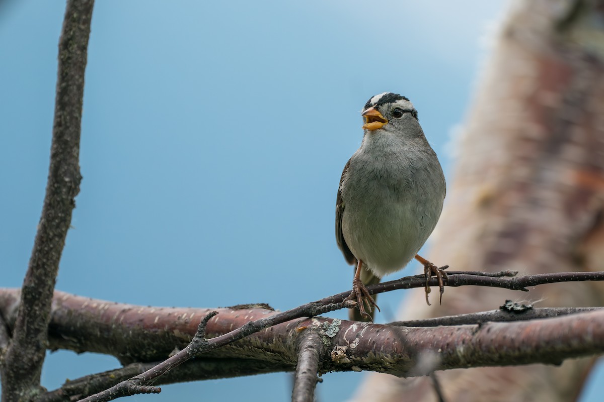 White-crowned Sparrow - ML646370131