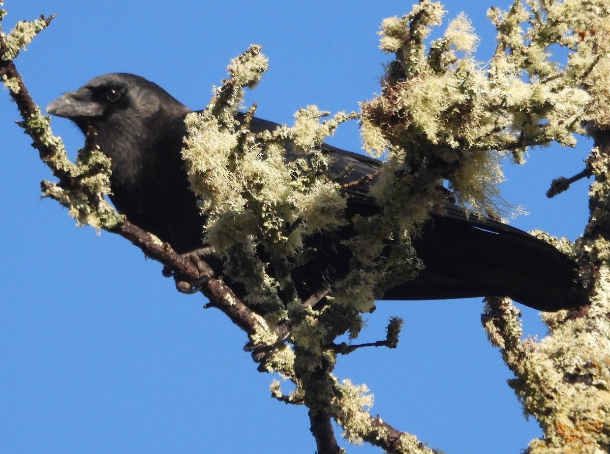 American Crow - ML646370135