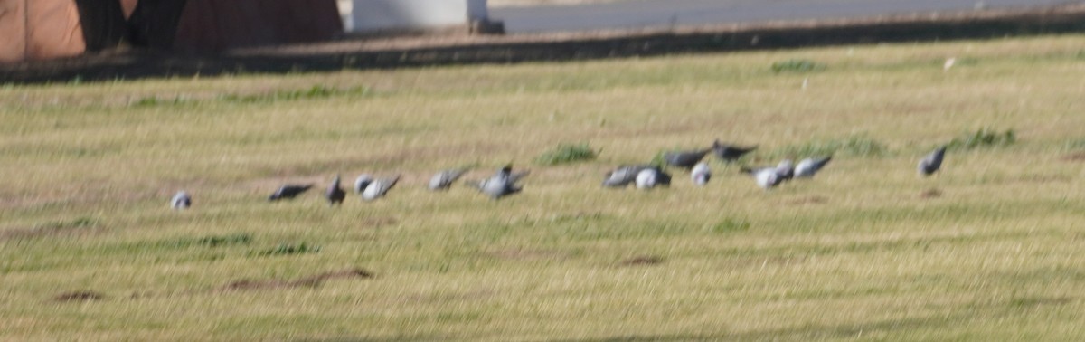 יונת בית - ML646370136