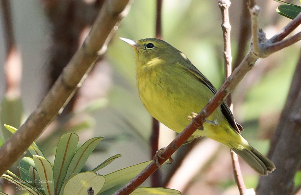 Orangefleck-Waldsänger - ML646370137