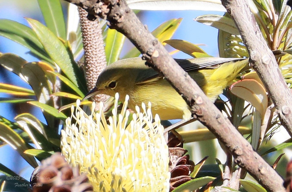 Orangefleck-Waldsänger - ML646370138