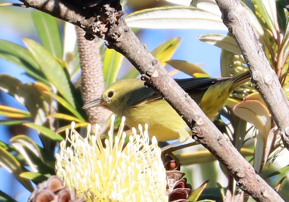 Orangefleck-Waldsänger - ML646370139