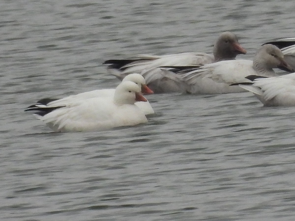 Ross's Goose - ML646370143