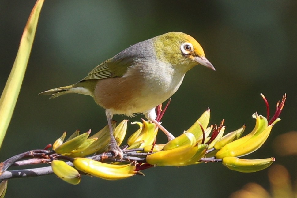 Silvereye - ML646370144