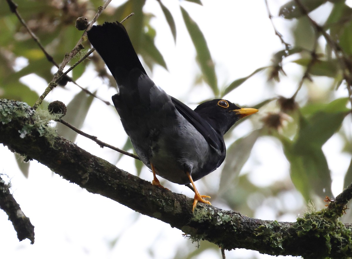 Yellow-legged Thrush - ML646370145