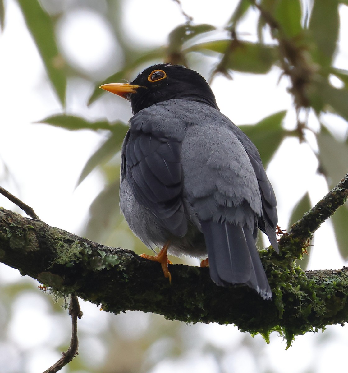Yellow-legged Thrush - ML646370146