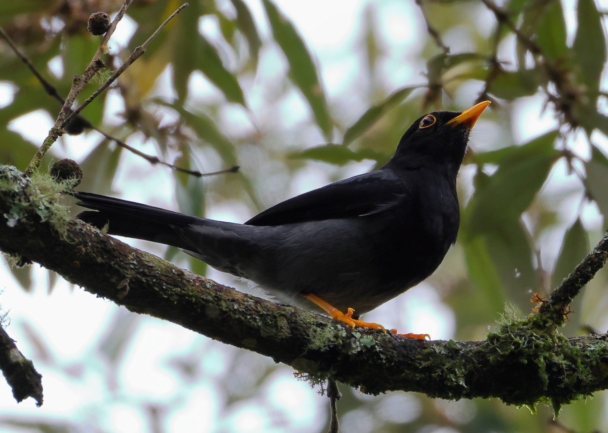 Yellow-legged Thrush - ML646370147