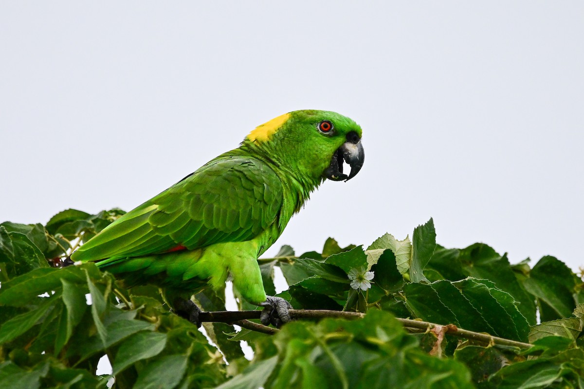 キエリボウシインコ - ML646370148