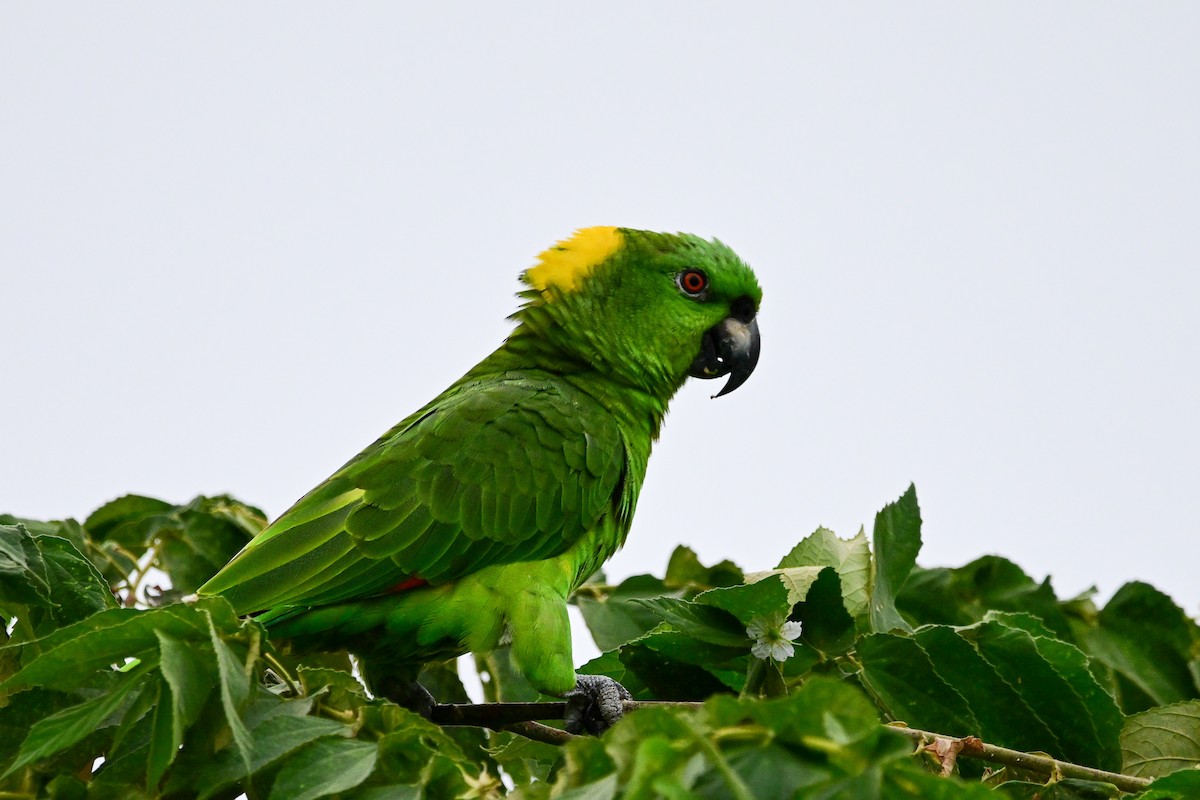 キエリボウシインコ - ML646370149