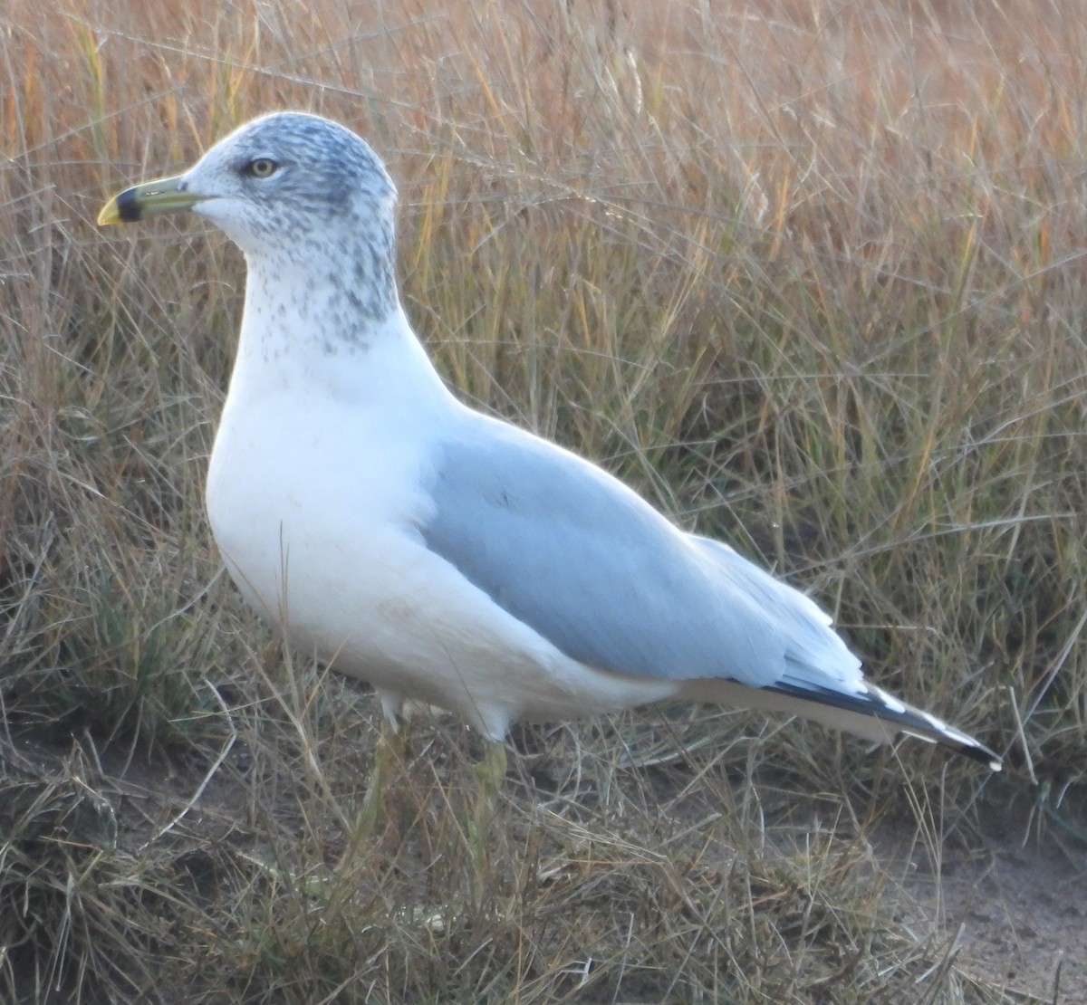 Ring-billed Gull - ML646370150